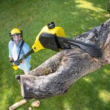 Reliable Stansberry Lake, WA Tree Removal and Landscaping Services Solutions